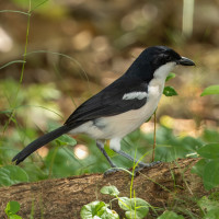 Tropical Boubou